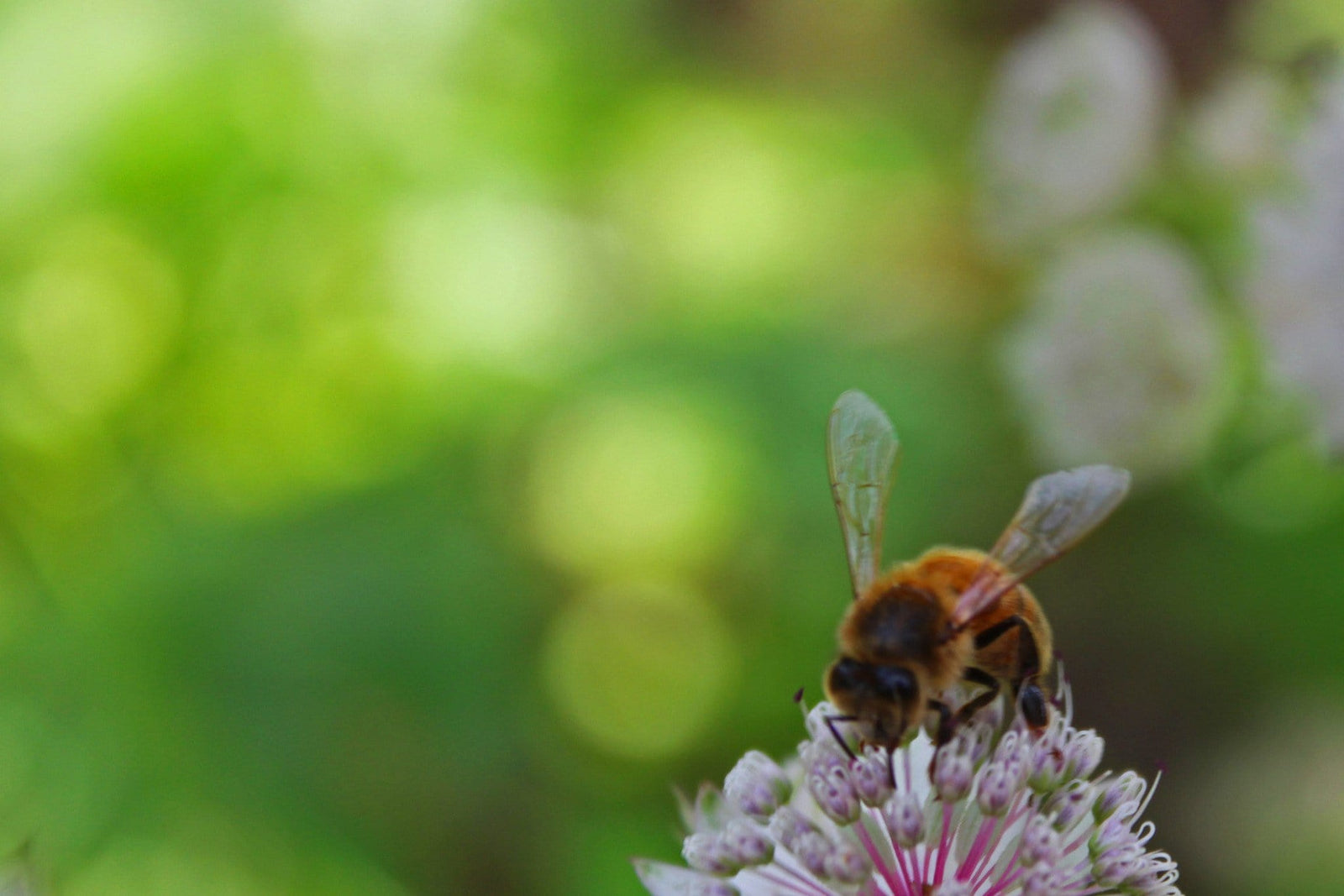 Why you need Honey in your Skincare