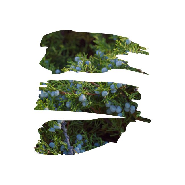 Luxury Aromatherapy Candle - Rose Tree No. 1 - De-Stress - 75g