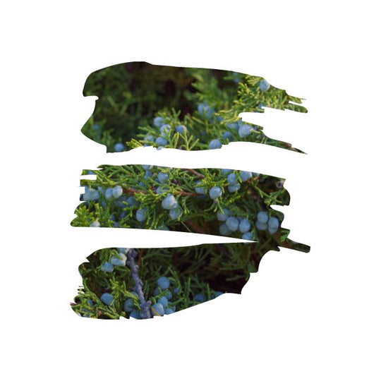 Luxury Aromatherapy Candle - Rose Tree No. 1 - De-Stress - 75g