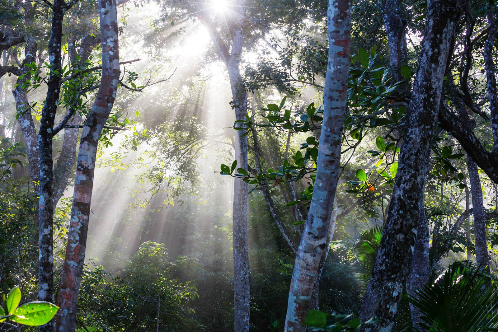 Why Green Matters
